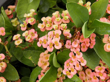 EUPHORBIACEAEの写真素材