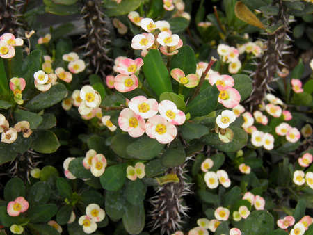 EUPHORBIACEAEの写真素材