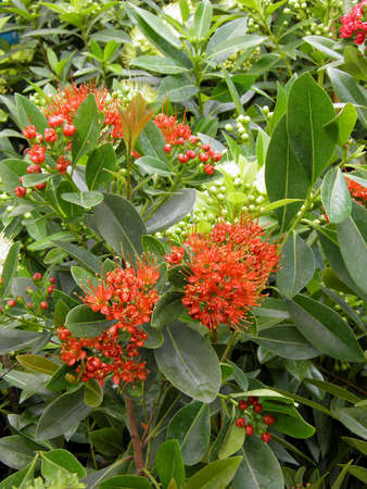 MYRTACEAEの写真素材