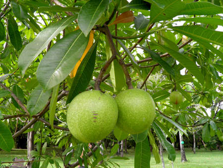 Apocynaceae の写真素材