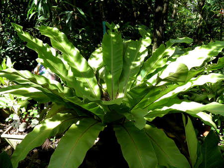 Asplenium nidusの写真素材