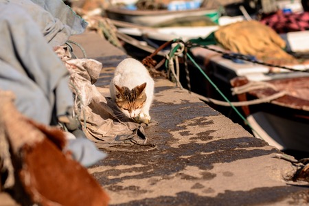 hungry stray cat eats the caught sea fishの写真素材
