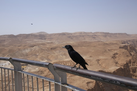 Small crow on hills background, birds and animals in the desert, Israel landscape, holy land, nature of Israel, dangerous mountains, hills and canyons, tourism in israelの写真素材