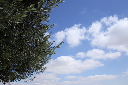 Green leaves on blue sky background, green forest, sunlight and fresh green, concept for design and decoration, close upの写真素材