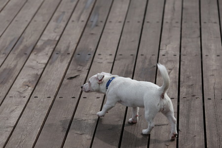Jack Russell Terrier. Close upの写真素材