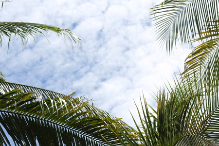 Palm trees in Boracay on blue sky backgroundの写真素材