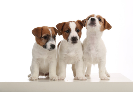 Cute jack russell terriers puppies. Close up. White backgroundの写真素材
