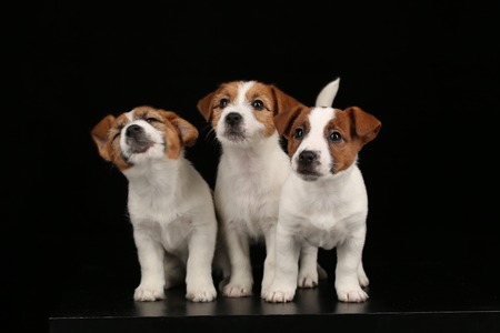 Beautiful jack russells puppies. Close up. Black backgroundの写真素材