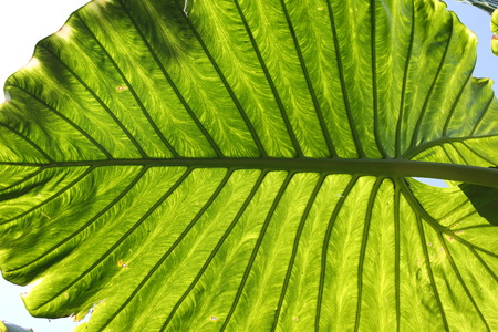 Big tropical leaf. Close upの写真素材
