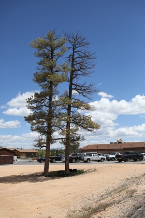 Two trees near the parking in Americaのeditorial素材