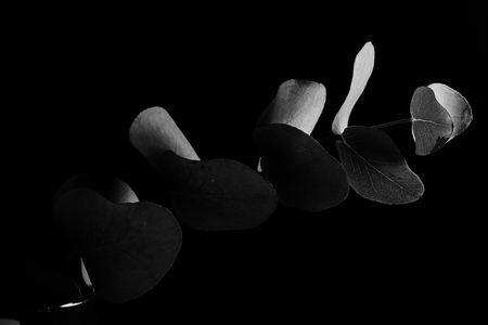Leaves in the dark. Black and whiteの写真素材
