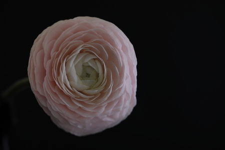 Buttercup on black backgroundの写真素材