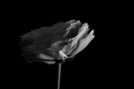 Ranunculus on black background