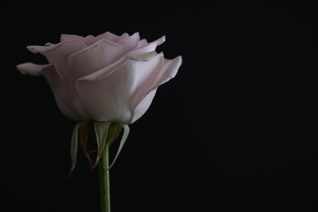 Rose on black backgroundの写真素材