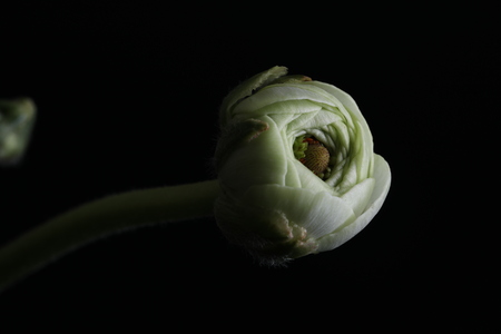 Blossom of the ranunculus. Close upの写真素材