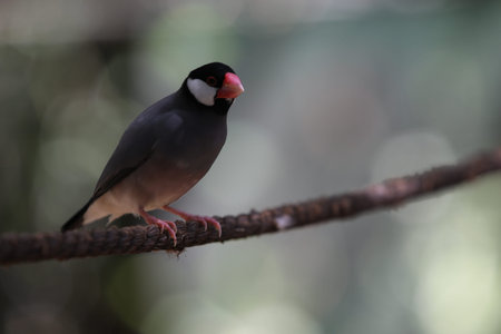 On the branch sits such a bird like a amadinの写真素材