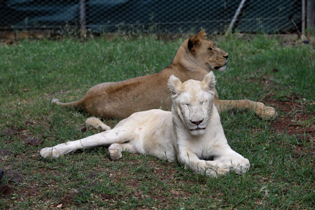 Two lioness is lying on the grass resting under a treeの写真素材