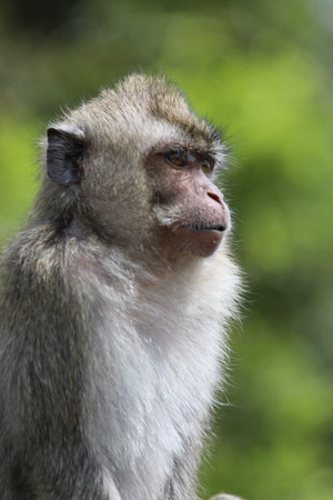 Close up little monkey sits on a metal pipe near green trees. Blurred background
