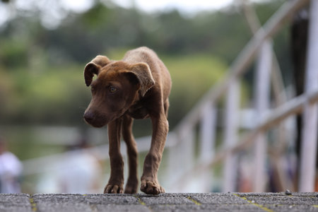 Little brown dog runs across the bridge. Blurred backgroundの写真素材