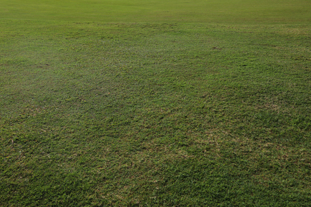 Close up grass on the lawnの写真素材