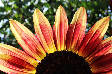 sunflowerの写真素材