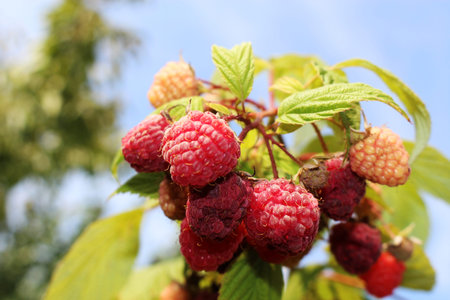 raspberries