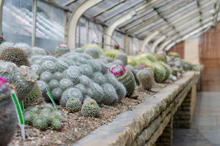 Succulent glasshouse. Cactus greenhouse in botanical garden in Wroclaw, Polandの写真素材