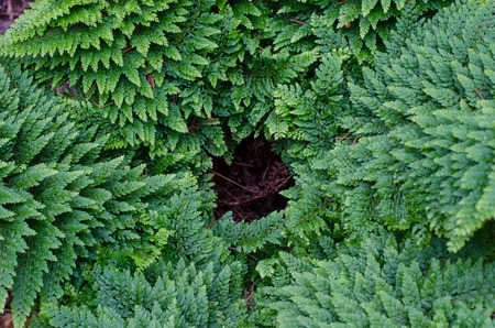 Soft shield fern - Polystichum Setiferum. Plumosum Densum in botanical garden in Wroclaw Polandの写真素材