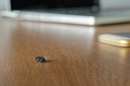 Dead dry fly on the wooden table against blurred laptop and mobile phone background.の写真素材