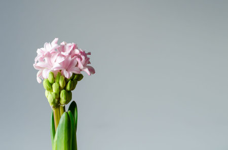 Pink hyacinthus with buds on the left side of the frame. Background with copy space for text....