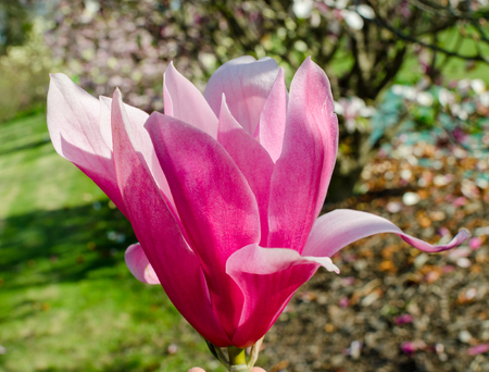 Magnolia `Spectrum` tree blooming pink flower in spring.の写真素材