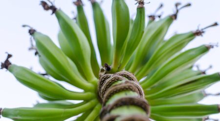 Bunch of green bananas on the banana tree grow in circle. close up. view from low point.の写真素材