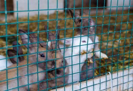 Cute small colored rabbits waiting for food in the cell outside. Selective focus.