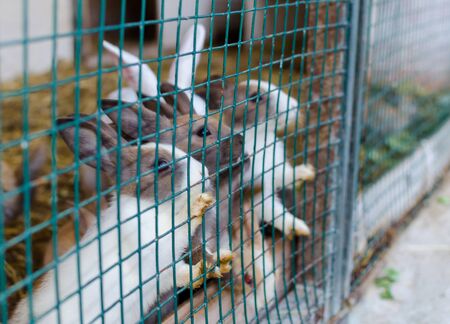 Cute small colored rabbits waiting for food in the cell outside. Selective focus.の写真素材