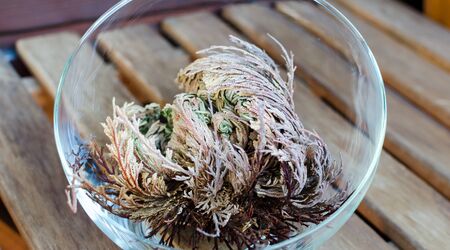 Rose of Jericho (Anastatica hierochuntica) plant in glass bowl. It starting to open.の写真素材