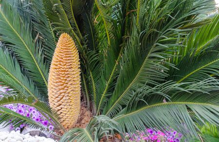 Cycas revoluta male is a slow-growing tree with green leaves and drupe that contains the seeds. Sago palm, Turkey, Belek.の写真素材