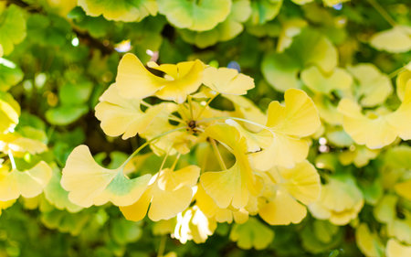 Gingko Biloba Mariken in the botany in autumn. Close up of beautiful yellow and green leaves.