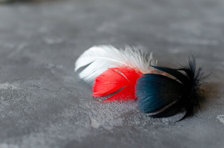 Black, red, white feathers on gray concrete background. Black Red White and Gray combination. Selective focus. Space for text.の写真素材