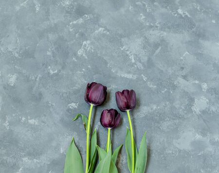 three single purple-black tulips Black Prince on the bottom of the gray concrete background. Copy space for text.の写真素材
