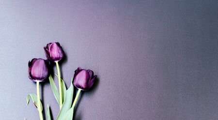Bouquet of three purple-black tulips Black Prince on the left bottom of the black vintage background. Space for text.の写真素材