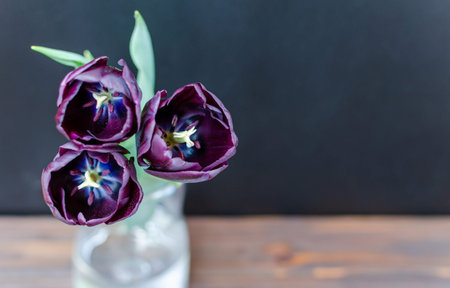 Bouquet of three purple-black tulips Queen of Night in glass vase on black and wooden background....
