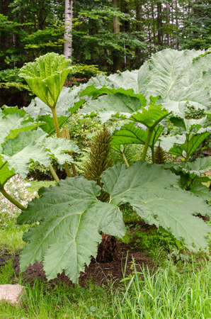 Gunnera tinctoria plant in the japanese garden in Poland.の写真素材