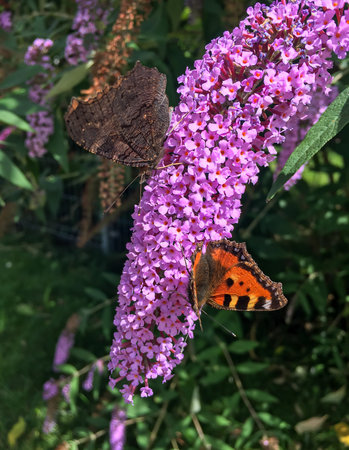 Closeup of two butterflies on flower. Monarch  butterfly on pink flowers. Vertical frame.