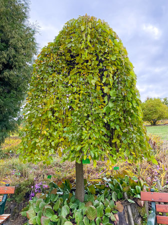 Weeping mulberry - (morus alba pendula) in autumn with green and yellow leaves. Botanical arboretum,...