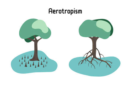 Aerotropism definition, growth or movement in the direction of a supply of air or oxygen. Tree roots growing towards the presence of air. Mangrove tree, tree with roots in the water.のイラスト素材
