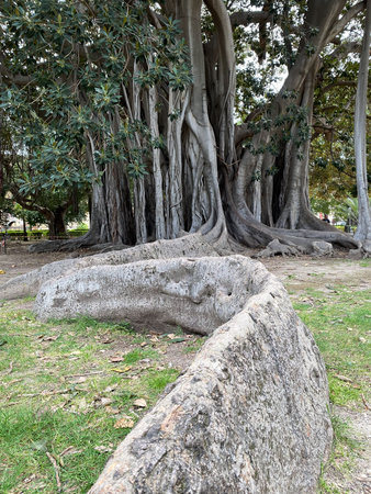 Ficus Macrophylla in Garibaldi Garden at Piazza Marina in Palermo, Sicily, Italy