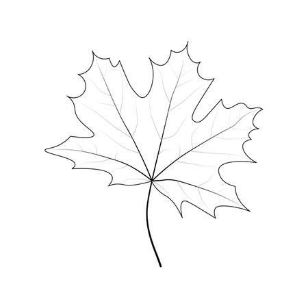 Single simple Marple leaf outline. Coloring page for kids. Autumn, Spring, Summer. Balck and white, isolated, vector illustration.のイラスト素材