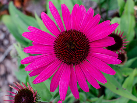 Persicaria amplexicaulis "Fat Domino", blooming red in autumn in botany. Poland, Europe.の写真素材