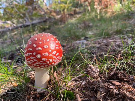 Red mushroom fly-agaric in the woods. Amanita Close up, sunny day.の写真素材
