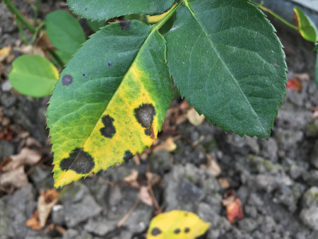 Black spot is the most serious disease of roses. It is caused by a fungus, Diplocarpon rosae, which infects the leaves and greatly reduces plant vigour.の写真素材